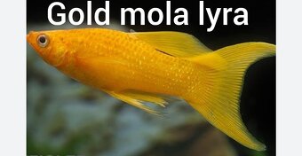 Guppy farma Senohraby - 8
