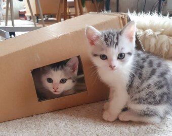 Koťátka whiskas - 8