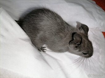 Osmák Degu - 8