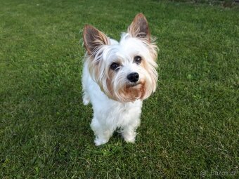 Yorkšírský teriér, Biewer jorkšírský teriér krytí,připuštění - 8