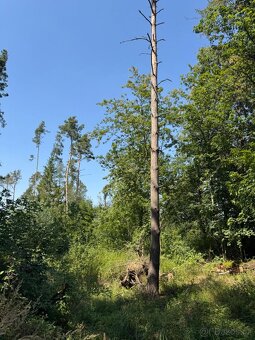 Prodej lesních pozemků v k.ú. Bolehošť - 8