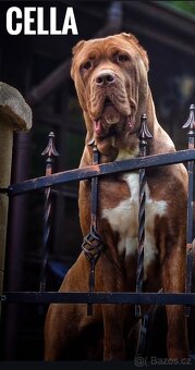 Bandog - 8