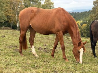 4-letá odznaková ryzka - 8