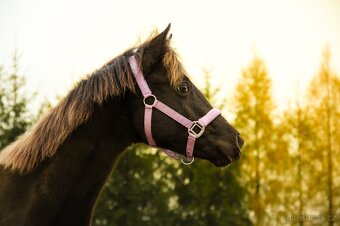 Prodám Appaloosa - 8