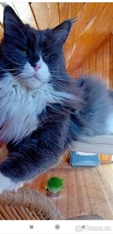 Mainská mývalí - 8