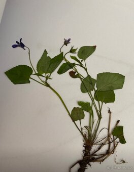 Herbář - 8