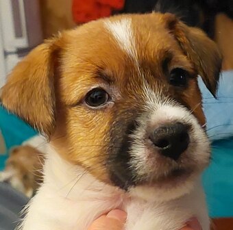 Jack Russell Terier - pejsek s pp - 8