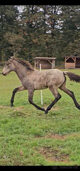 TOP klisnička PSL - 8