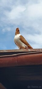 Moravský pštros žlutý - 8