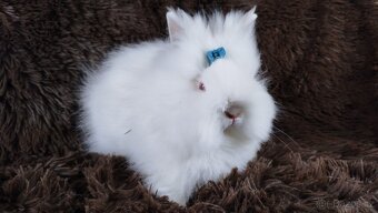 Zakrslý králíček, králík -(TEDDY)-HERBERT - 8
