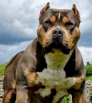 American bully XL XXL - 8