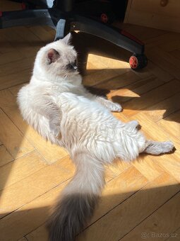 Ragdoll koťátka bez PP - 8