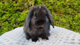 Zakrslý beránek, králík, králíček PIPER - 8
