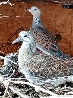 HR.DIVOKA A H.CHOCHOLATY - 8