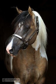 Připouštění HOMOZYGOTNÍM hřebcem APHA - 8