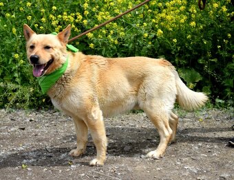 ZIPPY K ADOPCI - 5 LET, VESELÝ, ODDANÝ,ZVĚDAVÝ - 8