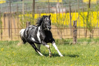 Aph kobylka Tobiano - 8