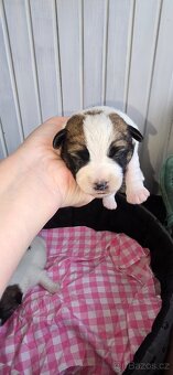 Jack Russell terrier - 8
