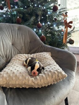 Moskevský strážní pes štěňátka - 8