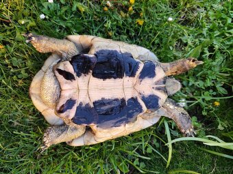 Želva testudo hermani - 8
