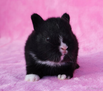 Zakrslý králíček , maličký krátkouchý sameček . - 8