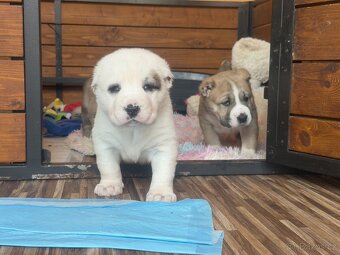 Středoasijský pastevecký pes štěňátka - 8