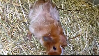 Morčata, morče, morčátka kluci i holky - 8