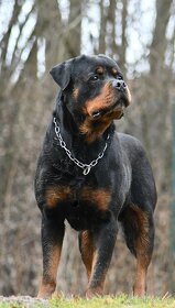 rotvajler - štěňata - 8