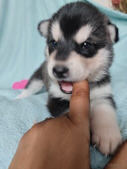 Sibiřský husky štěňata - 8