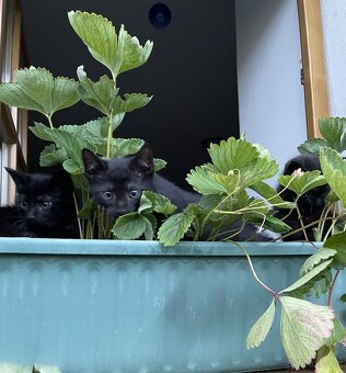 Jsme tři malí kočičí kluci, experti na mazlení 🐾🐈⬛ - 8