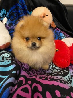 Pomeranian TOP fenečka a pejsek - 8
