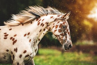 Nádherná klisna sportovního knabstruppera - 8