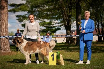 Moskevský strážní pes s PP FCI. - 8