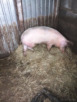 Prodám prase - 8