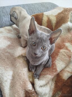 Cornish rex koťátko - 8