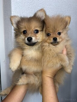 Štěňátka pomeranian bez PP - 8