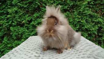 Zakrslý králík, králíček -(lvíček)-NATANIEL - 8