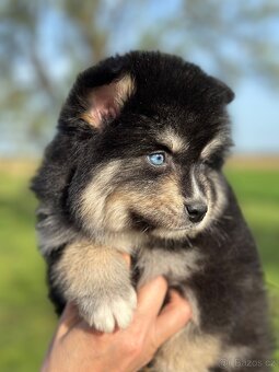 Pomsky / Pomeranian / Husky - 8