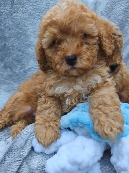 Cavapoo pudl kavalir - 8