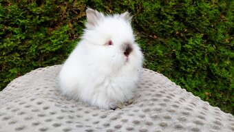 Zakrslý králík, králíček - TEDDY - ONDŘEJ a OTA - 8