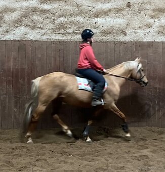 Welsh part bred hřebec - 8