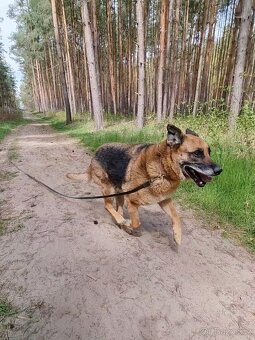 ROXY K ADOPCI - vděčná, nenáročná seniorka - 8
