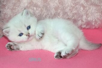 Britská koťátka s PP k rezervaci - 8