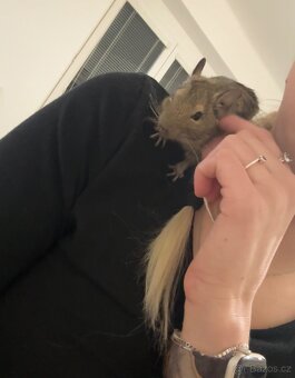 Osmák Degu - 8