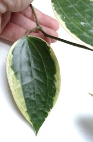 Hoya, voskovka více druhů - 8