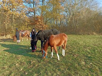 Roční hřebeček QH x Appaloosa - 8