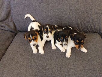 Jack Russell - 8