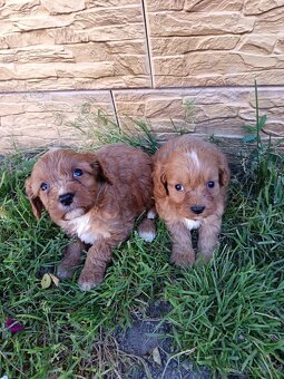 Cavapoo,cavapo - 8