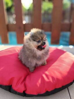 Pomeranian s PP - 8