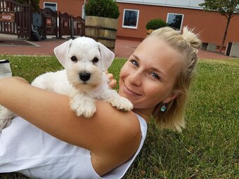 Knírač malý bílý s PP - CHS Švarcava - 8